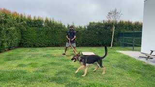 Escape and Avoidance Conditioning Phase 2 obedience Dog Training  German Shepherd Puppy