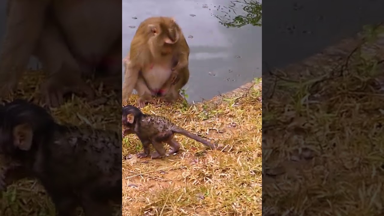 Cute Baby Monkey - Most Smart Baby Monkey In The  World