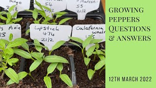 Peppers Q&A and 1, 2 and 3 month comparative progress