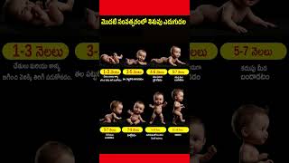 మొదటి సంవత్సరంలో శిశువు ఎదుగుదల 👶 | Baby Growth & Development Tips Telugu #ytviral #yt