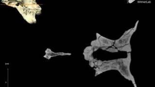 Witmerlab Majungasaurus Braincase Ct, Horizontal Slices