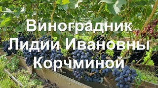 Алтайский край. #Барнаул. 2019 год. #Виноградник Лидии Ивановны Корчминой