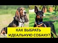 Как выбрать себе идеальную собаку?