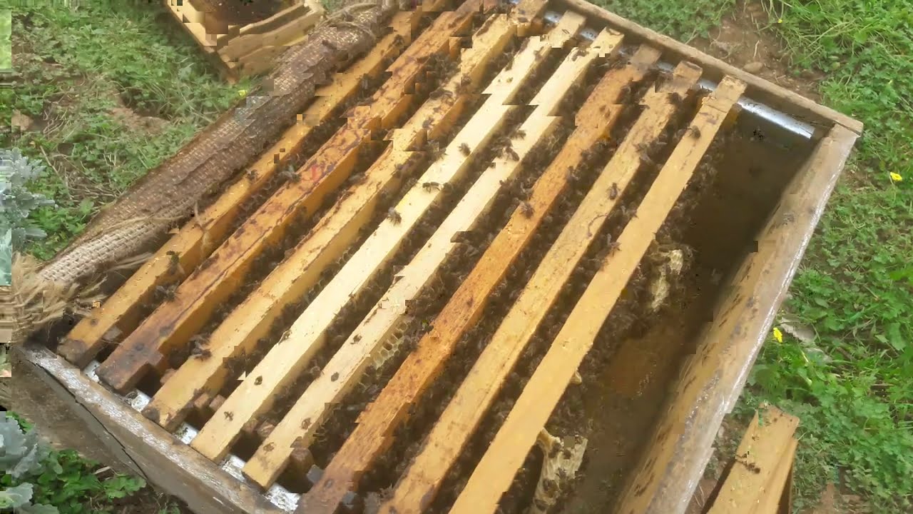 اخي النحال هدا الفيديو يساعدك في إكثار التقسيم في هده الفترة