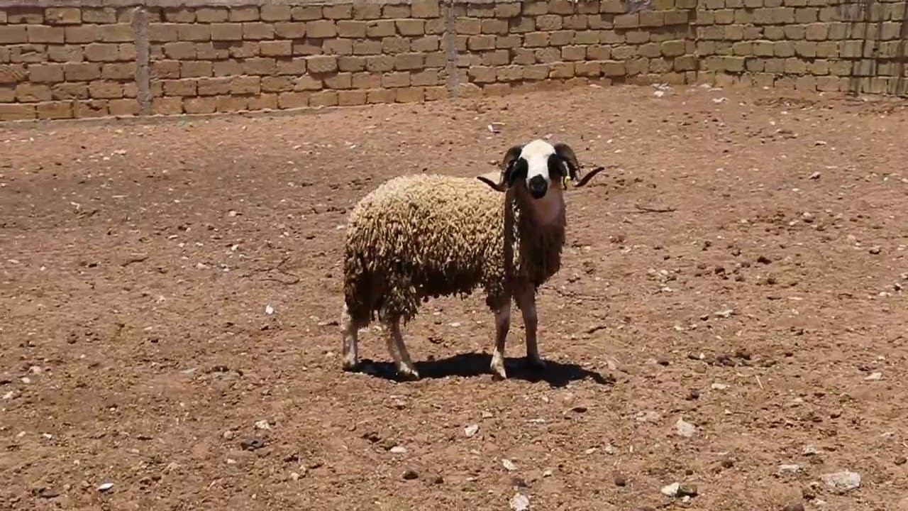 MOuton SARDI Sardicool.ma YouTube