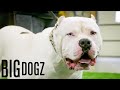 Meet Cane - The 170lb &#39;Abominable Snowman&#39; Pitbull | BIG DOGZ