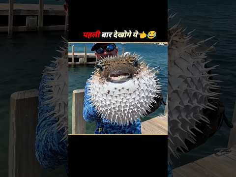 Puffer Fish Facts in hindi #facts #shorts .
