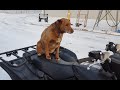 Dog Loves Quad
