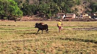 कोकणातील बैल झुंज | कोकणी #बैलझुंज | #झुंज | Bull fight | Kokan screenshot 3