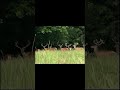 I Cervi ritornano nel fitto del bosco  - The deer return in the thick of the  woods#shorts