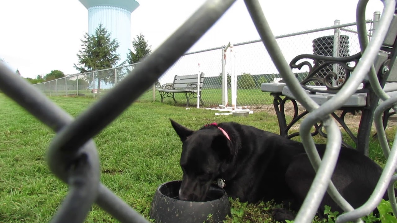 Almost Home Iowa Dog Park supported by Purina ThisIsFortDodge YouTube