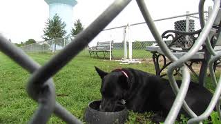 Almost Home Iowa Dog Park supported by Purina #ThisIsFortDodge