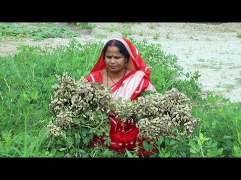 चावल के साथ कच्ची मूंगफली का निमोना बनाएं तो उंगलियां चाट चाट कर खाएं  Kachi mungfali ka nimona