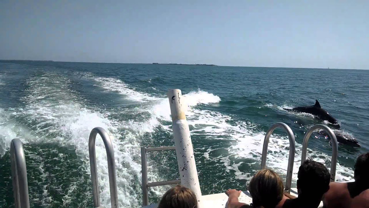 Dolphin /snorkeling trip Clearwater Florida YouTube