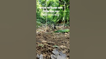 waterhen dahuk bird trap hunting.ruak ruak bird trap hunting. #duckbird