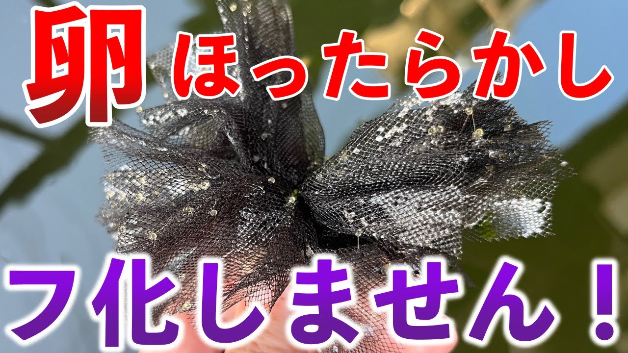 メダカ 卵 ほったらかし