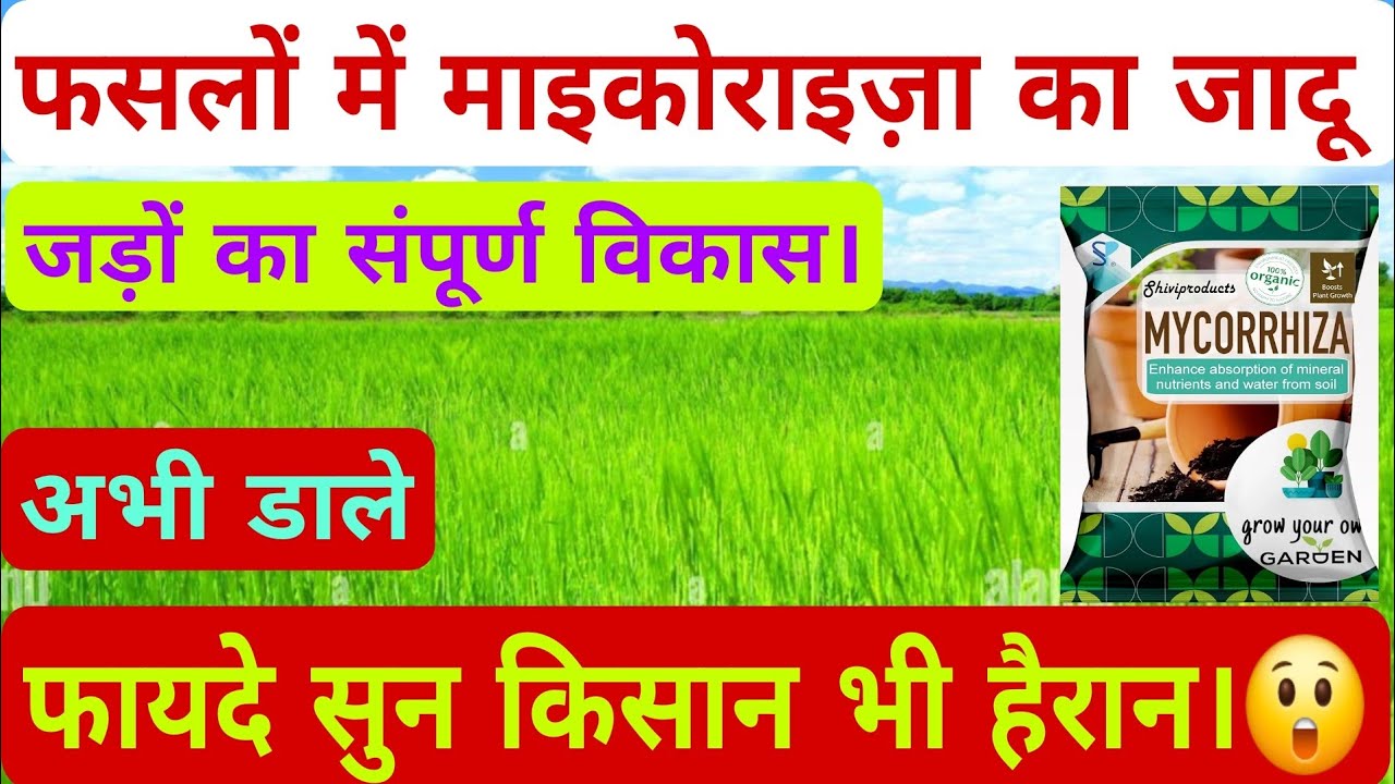 फसलों में माइकोराइज़ा एक फायदे अनेक, जड़ों का संपूर्ण विकास। complete development of roots,