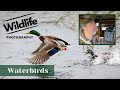 WATERBIRDS - UK WILDLIFE and NATURE Photography
