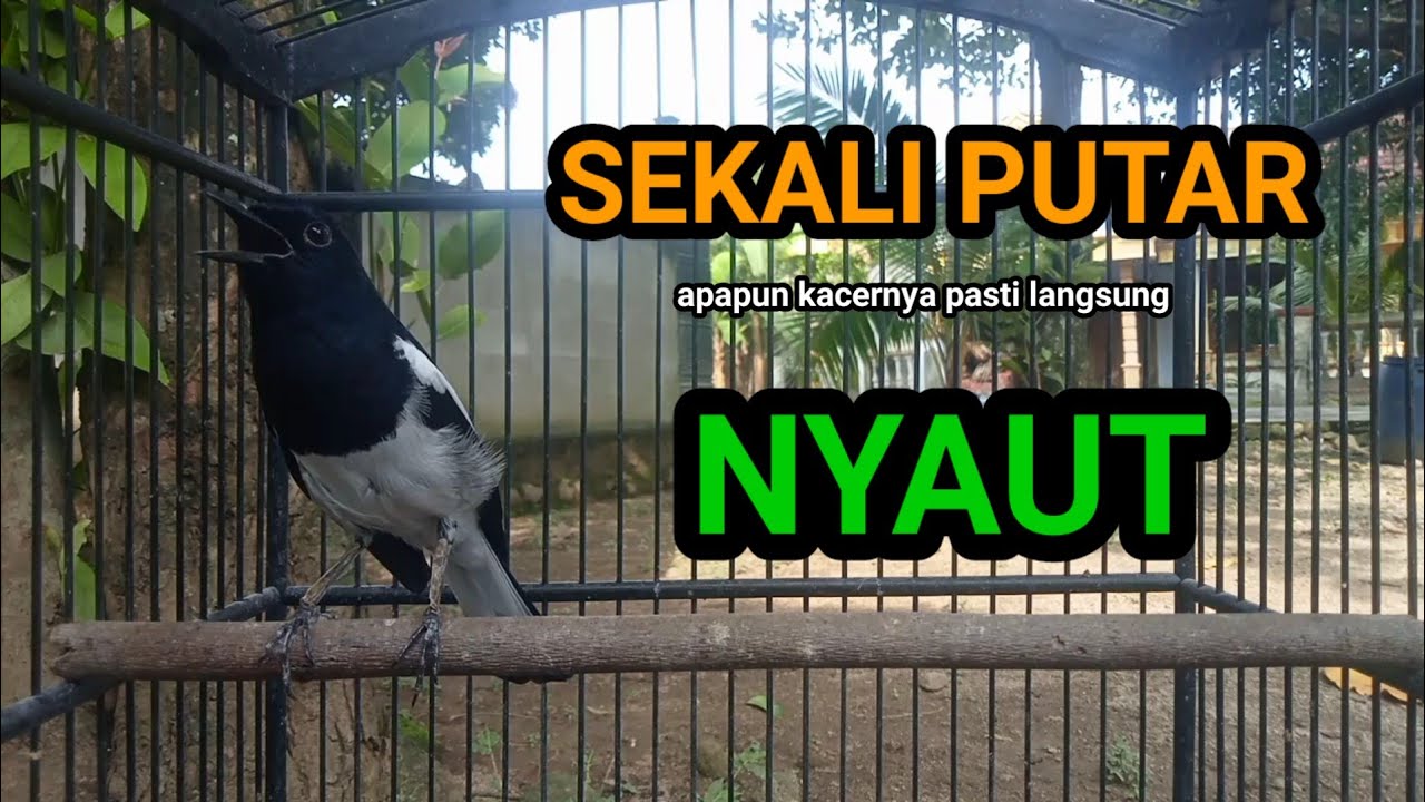 Kacer GACOR ngeplong ini Paling Ampuh untuk PANCINGAN KACER agar EMOSI..