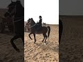 نزلة السمان الفارسة نازلى حماد ملكة الجبل الملكة نازلى حماد The Rider Queen Nazly Hammad نزلة السمان الفارسة نازلى حماد ملكة الجبل الملكة نازلى حماد The Rider Queen Nazly Hammad