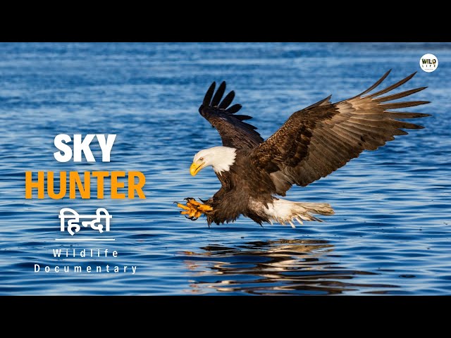 Sky Hunter - हिन्दी डॉक्यूमेंट्री | Wildlife documentary in Hindi class=