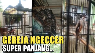 TIPE CENDET INCARAN KICAU MANIA || PERHATIKAN BAIK2 CARA NEMBAKNYA