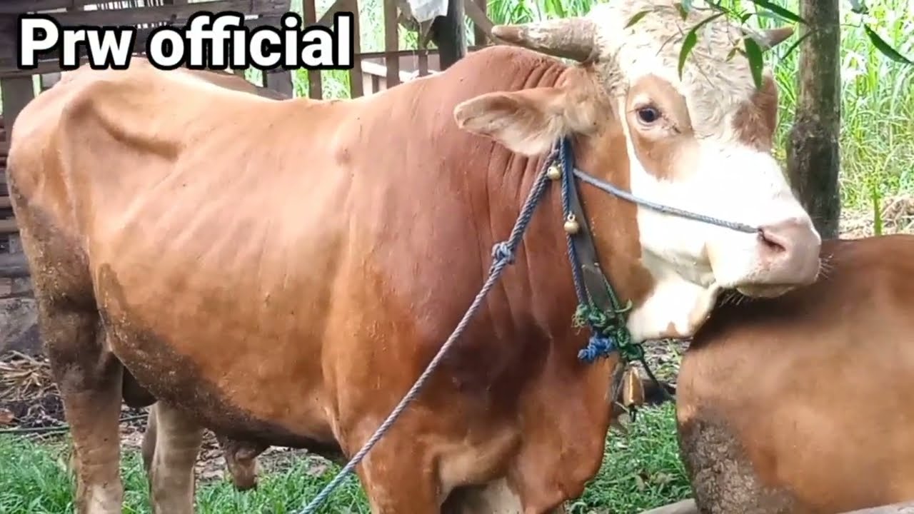 JEJAK PETUALANG  PERKAWINAN SAPI ALAMI LIMOUSIN vs LIMOUSIN