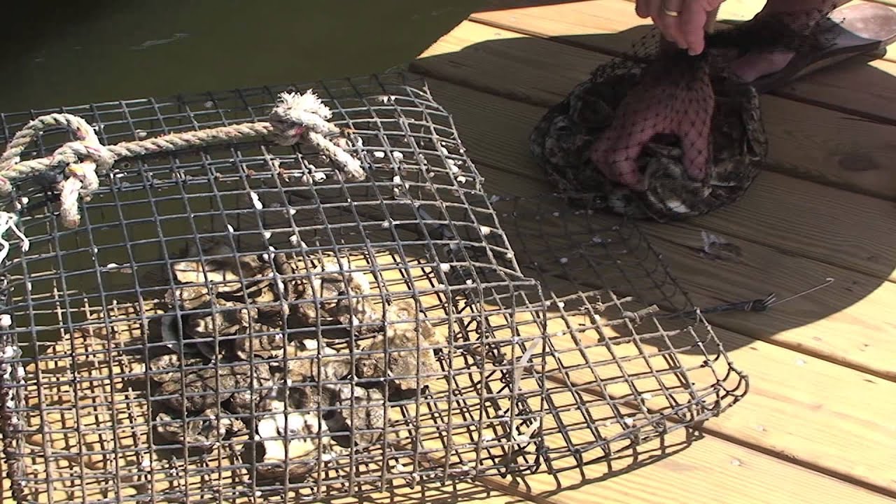 Mobile Bay Oyster Gardening Program (Part 1) YouTube
