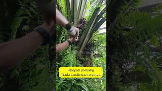 cara panen sawit pelepah panjang menggunakan dodos