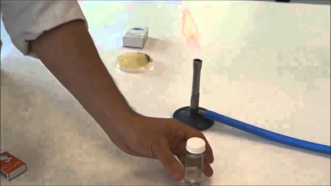 Producing a heat-fixed bacterial slide - YouTube