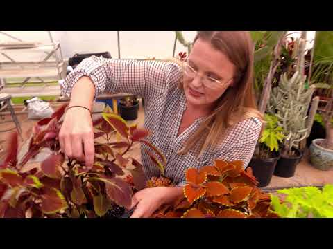 Video: Pecan Shuck Decline and Dieback – Quali sono le cause del declino degli alberi di pecan