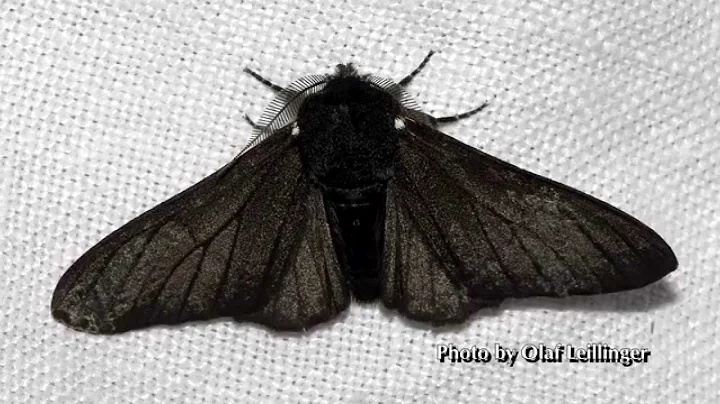 How Evolution Is Scientific Part 5: Accurate Information (Second Edition, UHD)