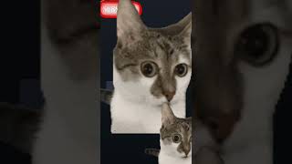 Her Cat Verse Her Lkl