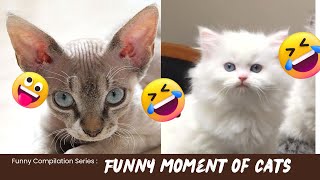 Funny baby animals Videos 2023 (6) | Compilation Cute moment of the Cutest Animals | RussianBlue #4k