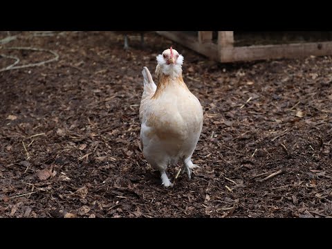YouTube video of Sophie