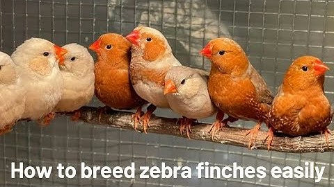 How to breed zebra finches (part 1)