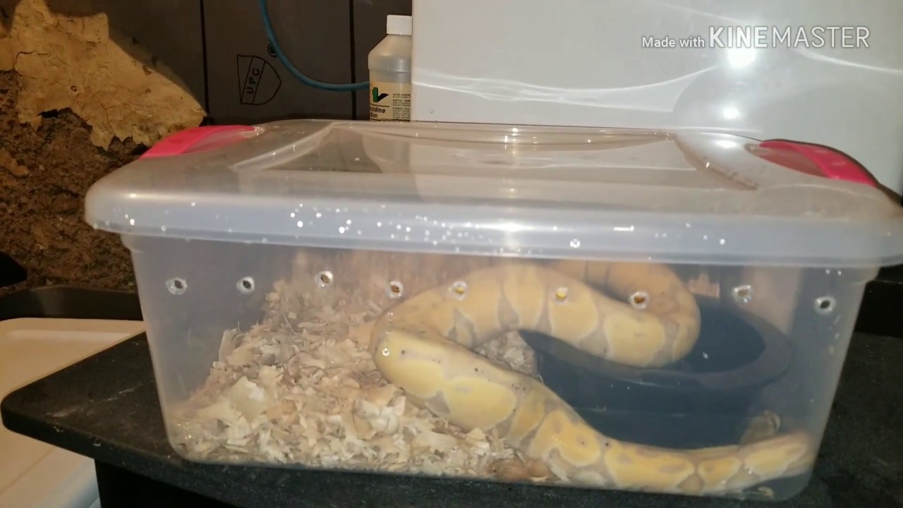 pythons for sale Ball Pythons & Story Time !!!!