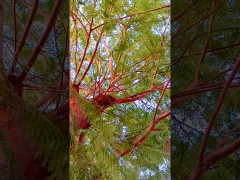 اكتب شئ تؤجر عليه قصة الطغيان في آية وقال فرعون ذروني أقتل موسى