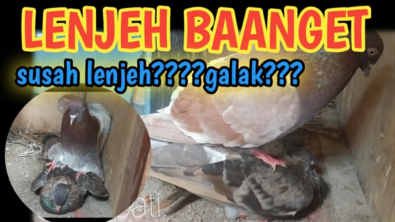 CARA MELENJEHKAN MERPATI BETINA DENGAN CEPAT TIGA HARI MERPATI BETINA GALAK LANGSUNG LENJEH