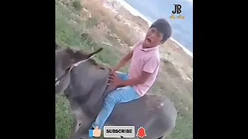 بطل ركوب الحمار مقاطع مضحكة الفروسية بطل حمار 