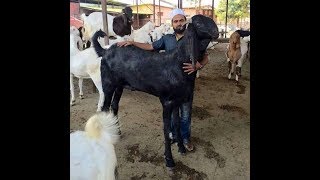 Purchase of sacrificial animals including goats (bakra) has gained
momentum in sohrab goth bakra mandi karachi . like every year,
asia’s largest cattle marke...