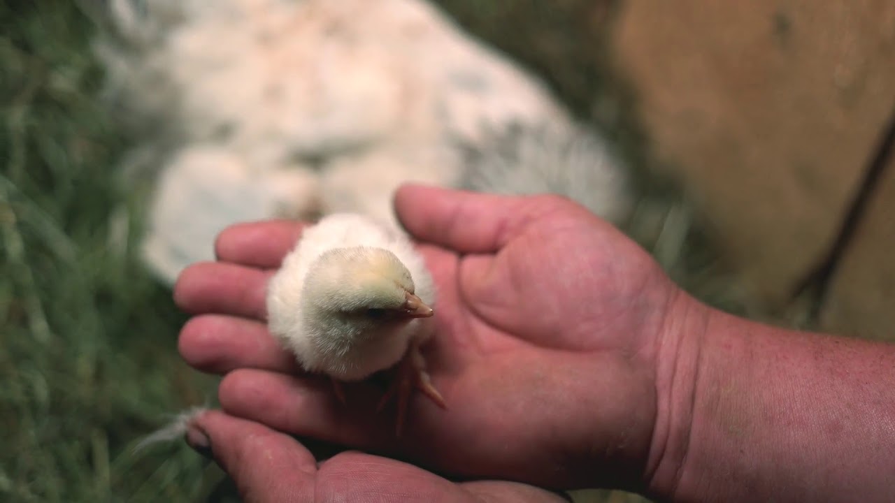 hand holding baby chick newborn chick in male hand raising baby chicks