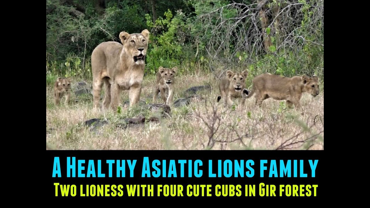 Amazing | A Healthy Asiatic lions family | Two lioness with four cute cubs in Gir forest Junagadh