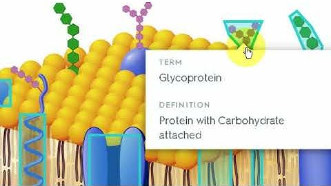 Quizlet - Using Interactive Diagrams for Learning