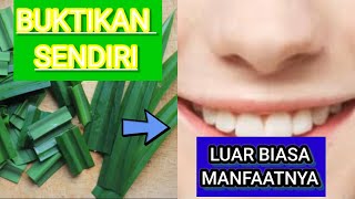 BUKTIKAN SENDIRI !!! DAUN PANDAN OBAT SAKIT GIGI ???