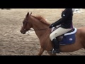 Emma wahlstrom and taylor sassa in open flat at nyus horse show 2016