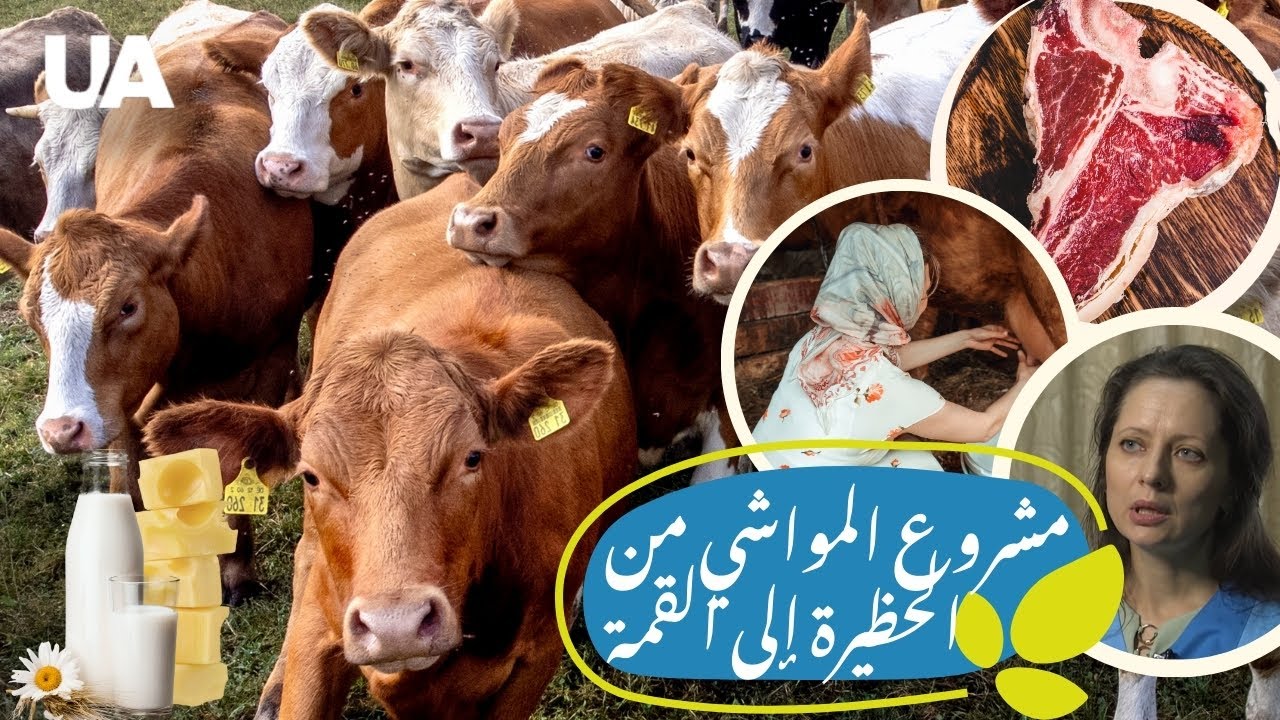 مملكة المواشي من تربية الأبقار إلى قصة نجاح مذهلة