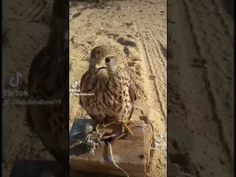 صقر الشرياص من اجمل الصقور صقر العرب