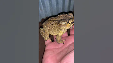 Perfect Toad Frog Sounds At Night Wildlife Viral Animal Life Sound Nature Sound Video Frog 