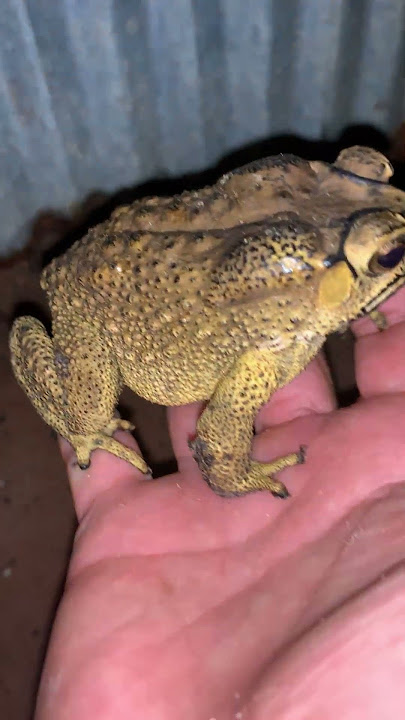 Perfect toad frog sounds at night #wildlife #viral #animal #life #sound #nature #sound #video  #frog